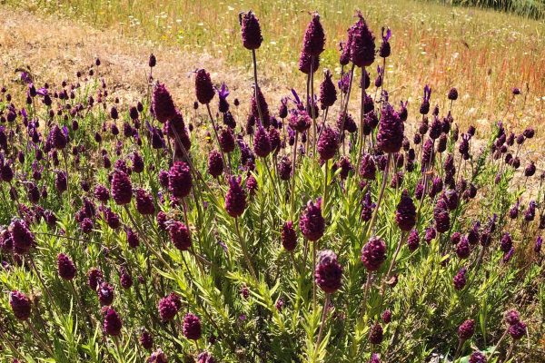 espacio lavanda