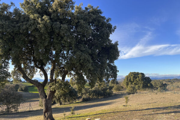 recordarium-encina