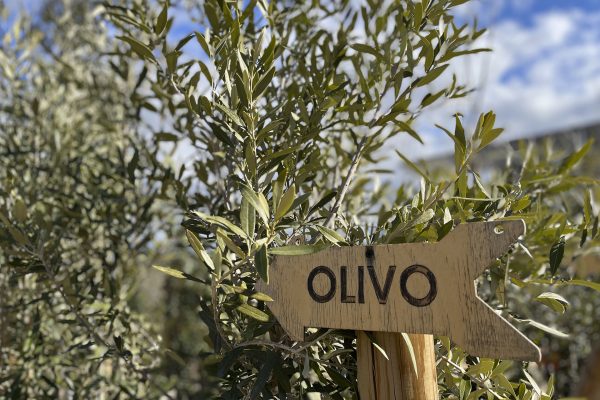 recordarium-olivo
