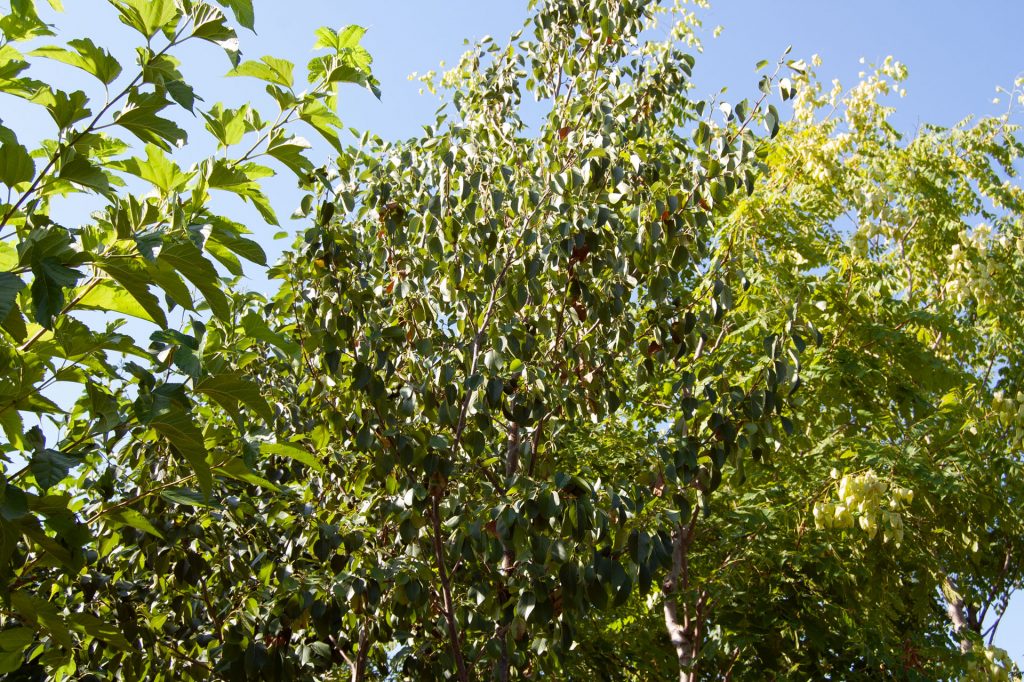 aliso-recordarium Aliso