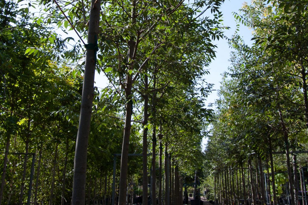 celtis
