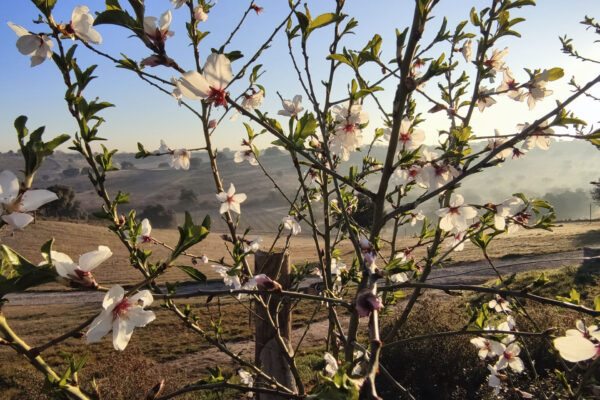 recordarium-almendro