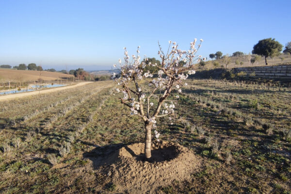 recordarium-almendro