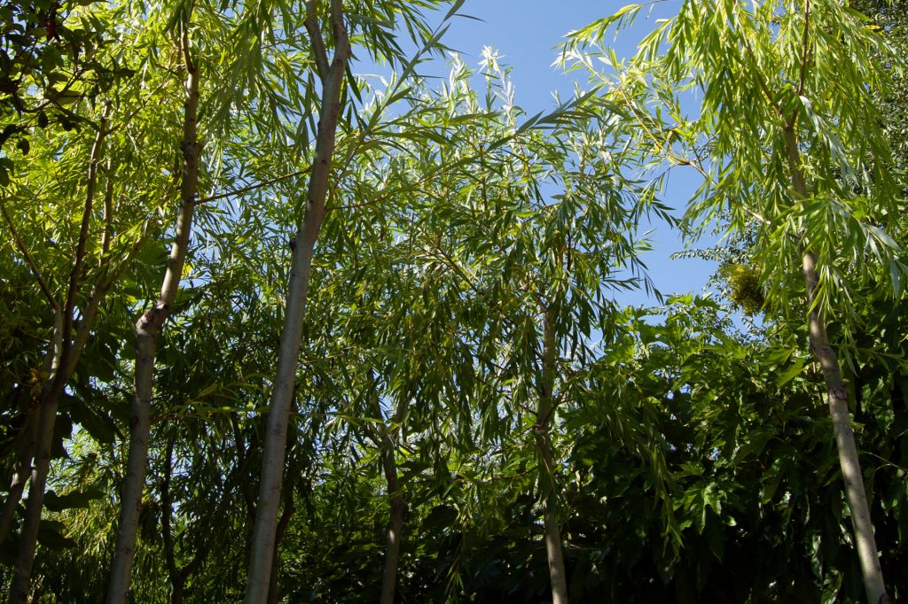 Sauce un árbol de crecimiento rápido y gran tamaño Recordarium